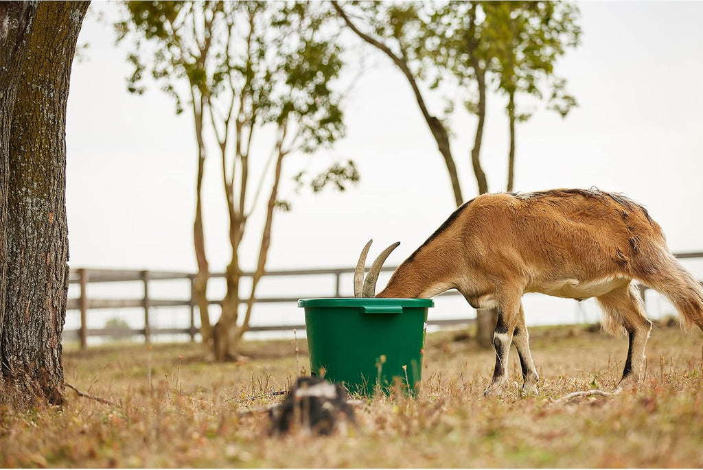 Farm Innovators 2 Pack Heated Water Bucket, 200W Heating Power - 16 Gallon Plastic Bucket with Replaceable Heating Element for Livestock Watering & Feeding
